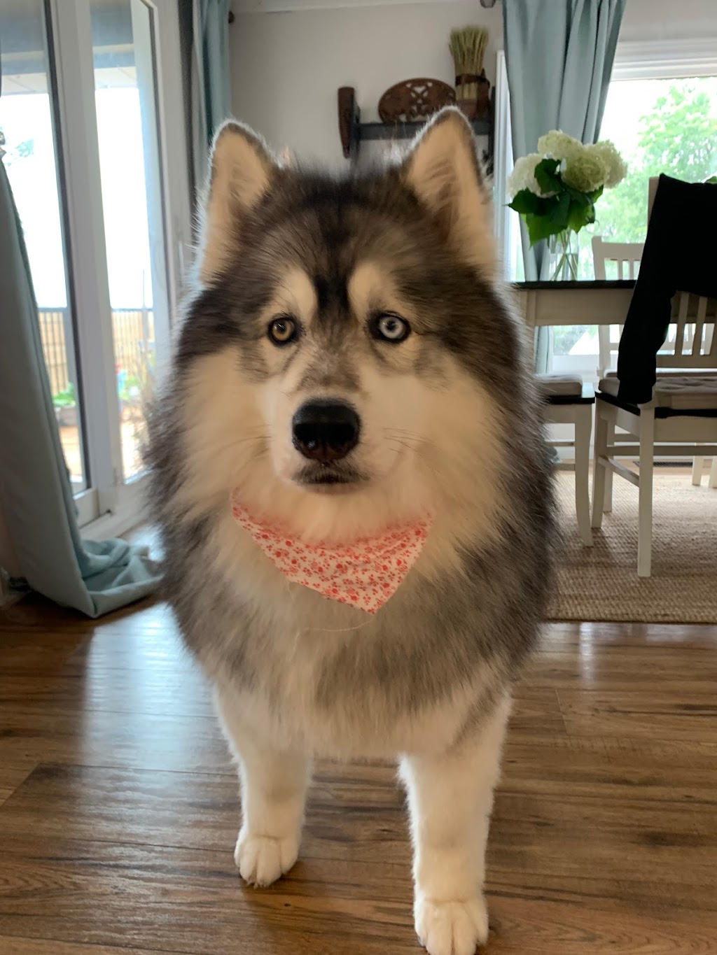 Touch of a Paw Spa | 1204 Wecker Dr, Oshawa, ON L1J 3P1, Canada | Phone: (905) 240-7297