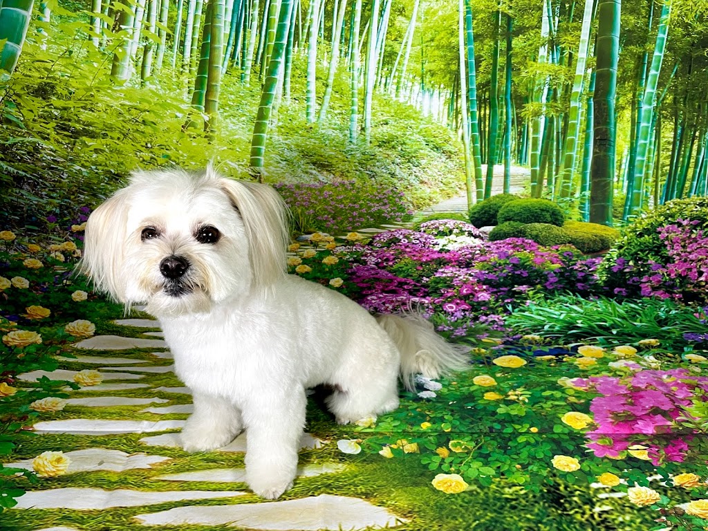 Grooming By Julia | 1817 Tanager Cl NW, Edmonton, AB T5S 0K9, Canada | Phone: (825) 522-3647