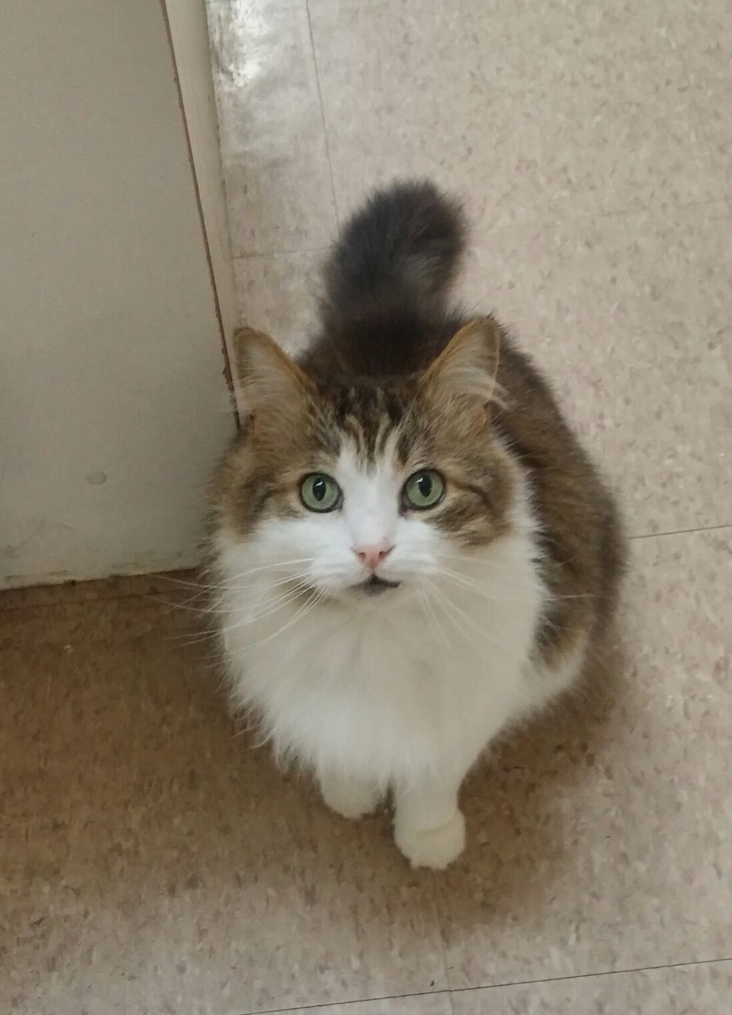 Village Cat Clinic | 356 Wilson St E, Ancaster, ON L9G 2C2, Canada | Phone: (905) 304-7877