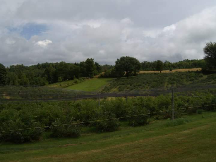 Steve Coates Blueberry Farm | 702 Rue McIver, Bury, QC J0B 1J0, Canada | Phone: (819) 872-3315