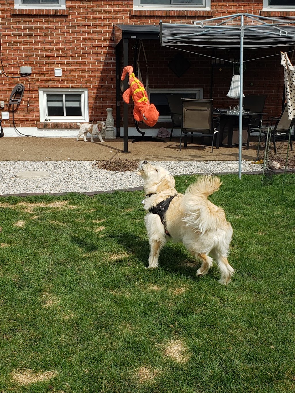 Julspops Dog Walking & Pet/House Sitting Services | 26 Mark St, London, ON N5V 2G5, Canada | Phone: (226) 228-9418