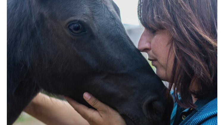 Beloved Miniature Horses | 243 Scotch Settlement Rd, Irishtown, NB E1H 1R2, Canada | Phone: (506) 860-0514