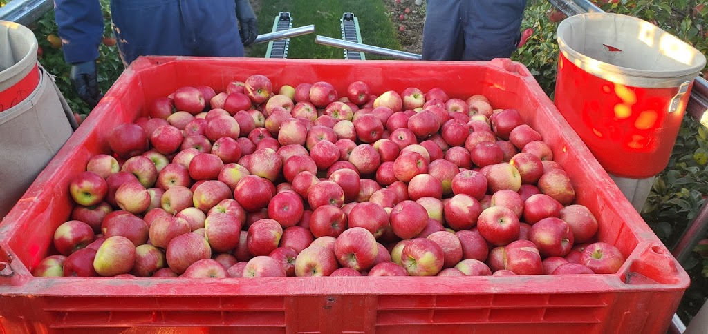 Shuh Orchards Apple Stand | 6515 Line 86, West Montrose, ON N0B 2V0, Canada | Phone: (519) 497-2204