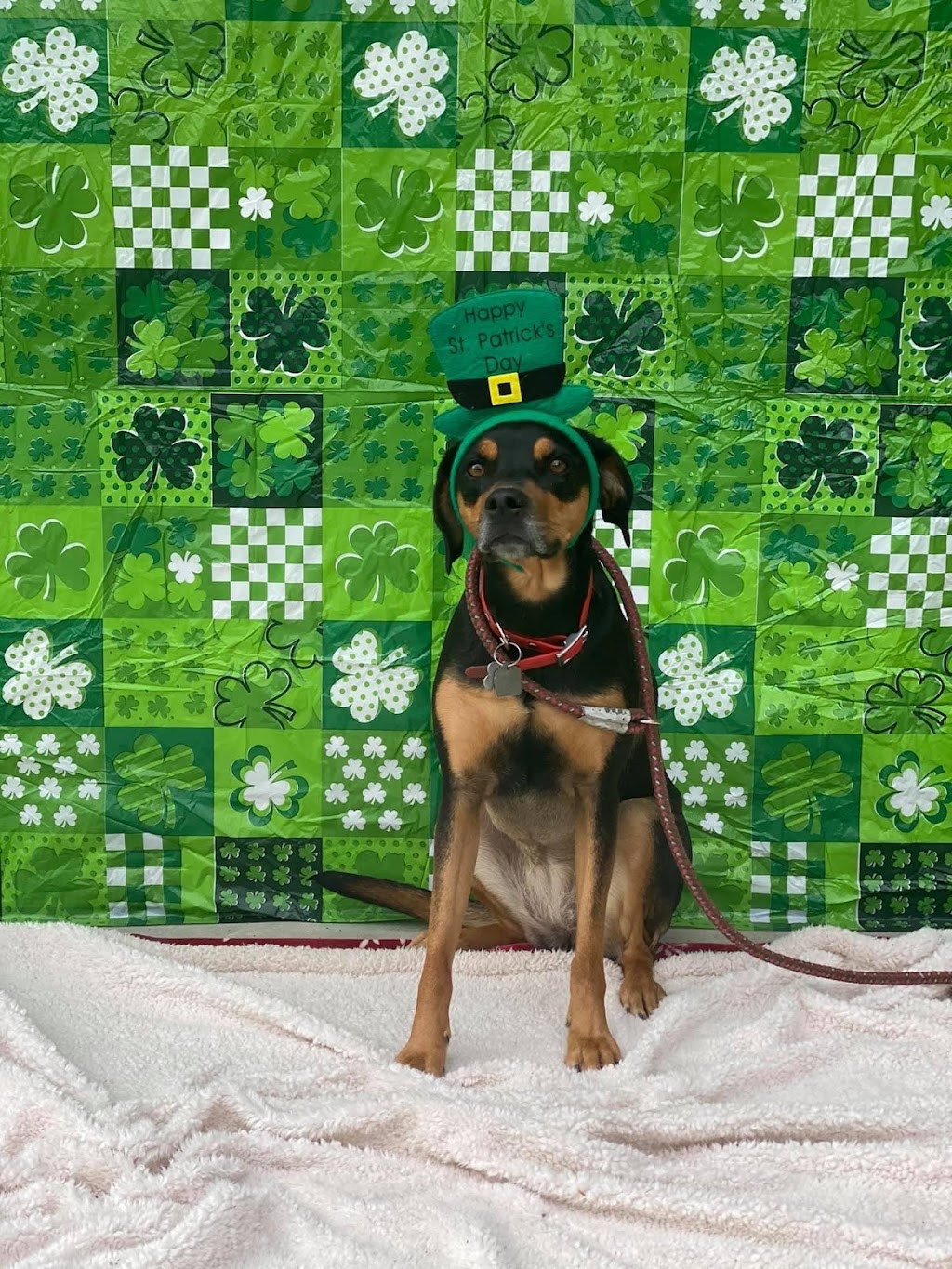 Ruff Stuff Dog Services | 40667 Government Rd, Garibaldi Highlands, BC V0N 1T0, Canada | Phone: (604) 733-6483