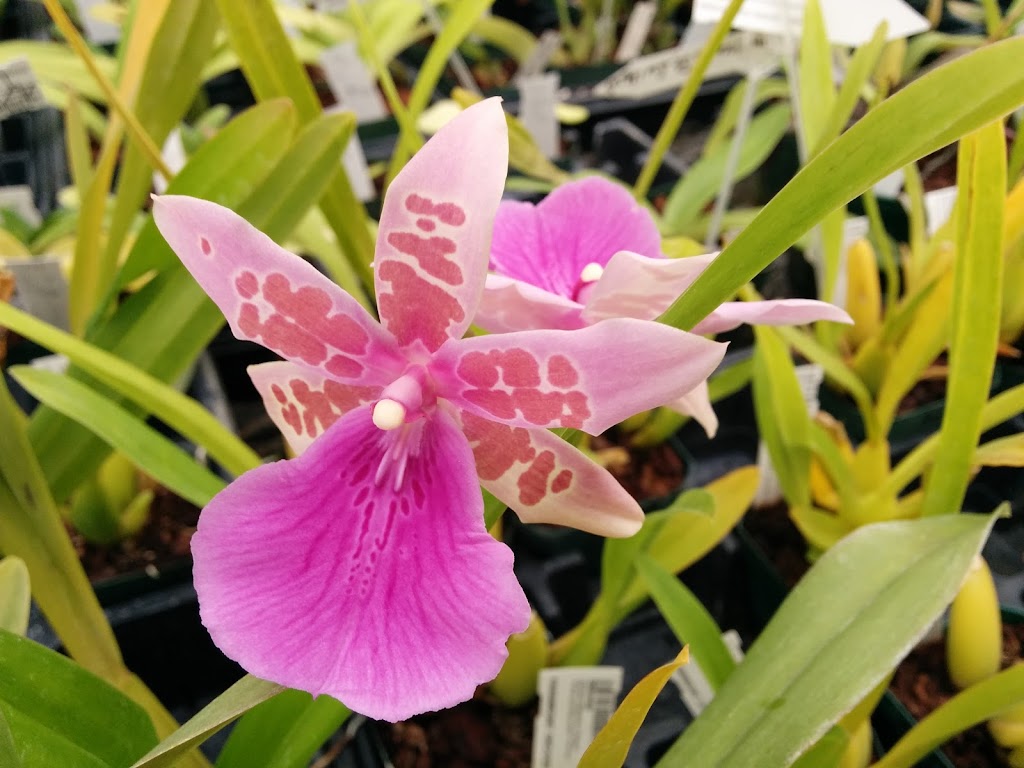 Paramount Orchids | 95 Renz Rd, Parksville, BC V9P 1E8, Canada | Phone: (250) 248-7023