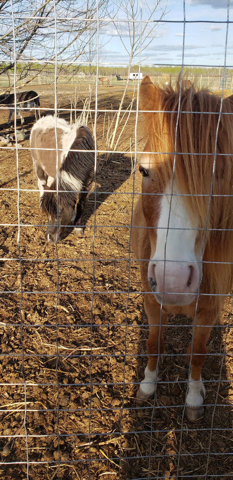 Sunrise Equestrian Centre | 59133 Hwy 12, Anola, MB R0E 0A0, Canada | Phone: (204) 805-7402