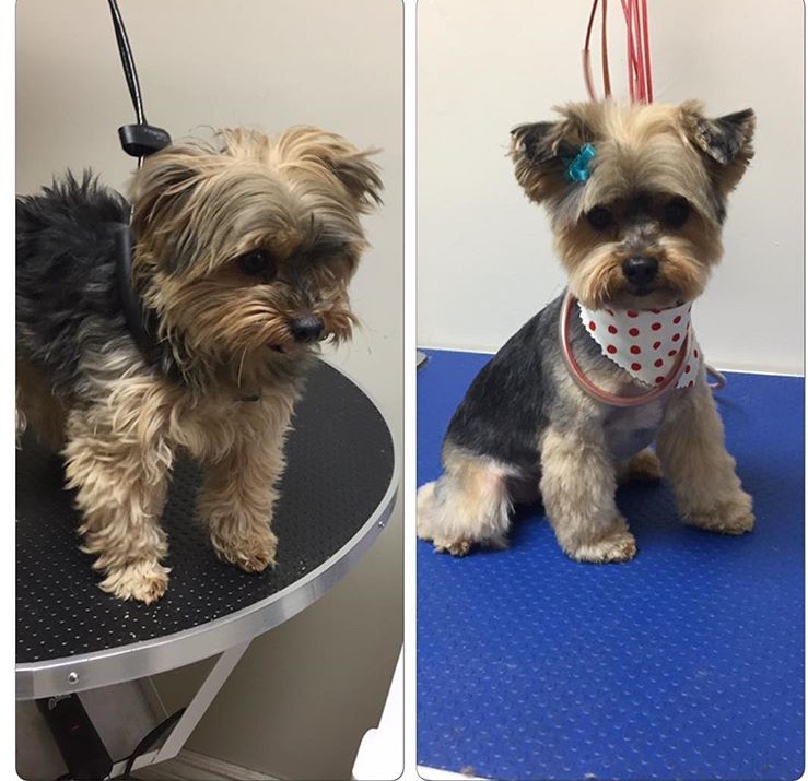 Adorable Pet Grooming & Boutique | 340 Henry St Unit # 19, Brantford, ON N3T 6L2, Canada | Phone: (519) 770-5041