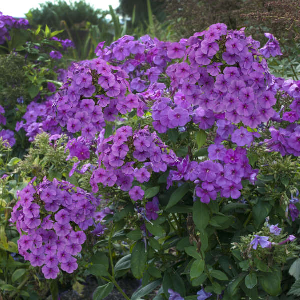 50 Mather - Perennials | 50 Mather Rd, Bancroft, ON K0L 1C0, Canada | Phone: (613) 332-8532
