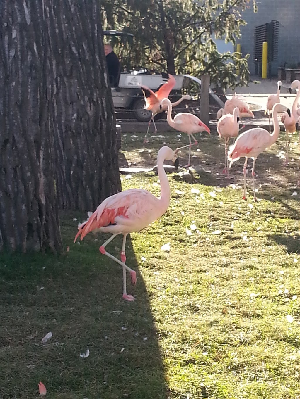 CPA Calgary Zoo - West Lot | 1300 Zoo Rd NE, Calgary, AB T2E 7V6, Canada | Phone: (403) 537-7000