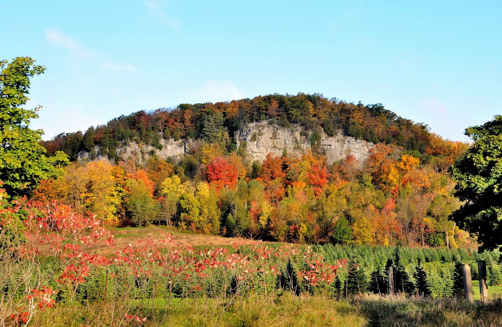 Clembrook Christmas Farm | 4231 Derry Rd W, Milton, ON L9T 2Y1, Canada | Phone: (905) 878-6576