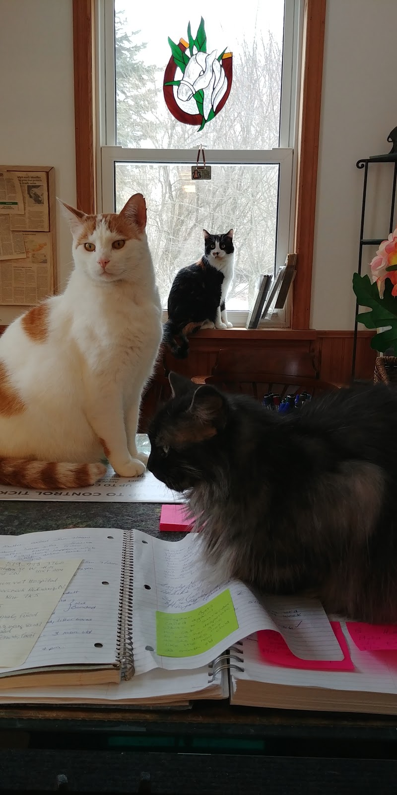 New Hope Animal Rescue | 4990 Jones Baseline, Guelph, ON N1H 6H8, Canada | Phone: (519) 836-9780