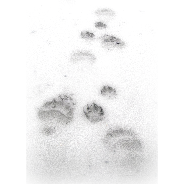 The Bear House Studio | 9957 Purcell Dr, Vernon, BC V1B 3M1, Canada | Phone: (250) 549-2072