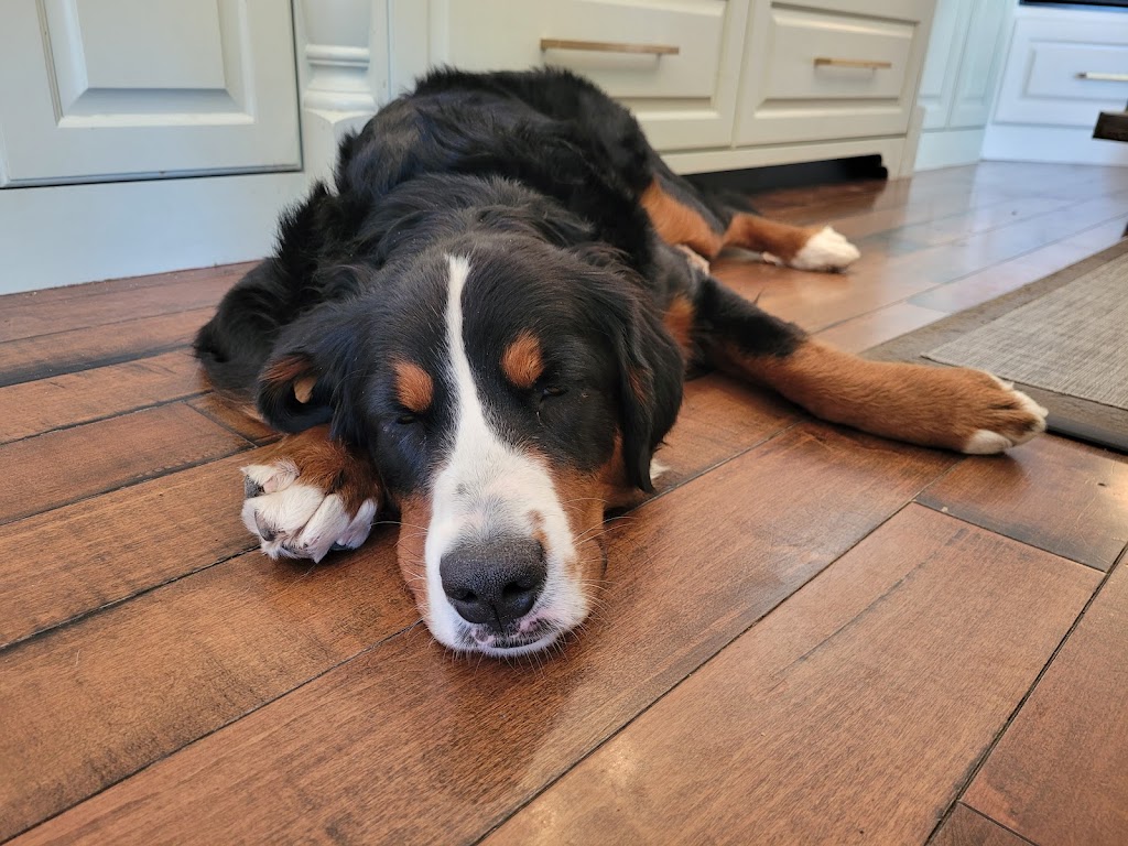 Better with a Bernedoodle | Berry Mills Rd, Berry Mills, NB E1G 0M4, Canada | Phone: (506) 227-3191