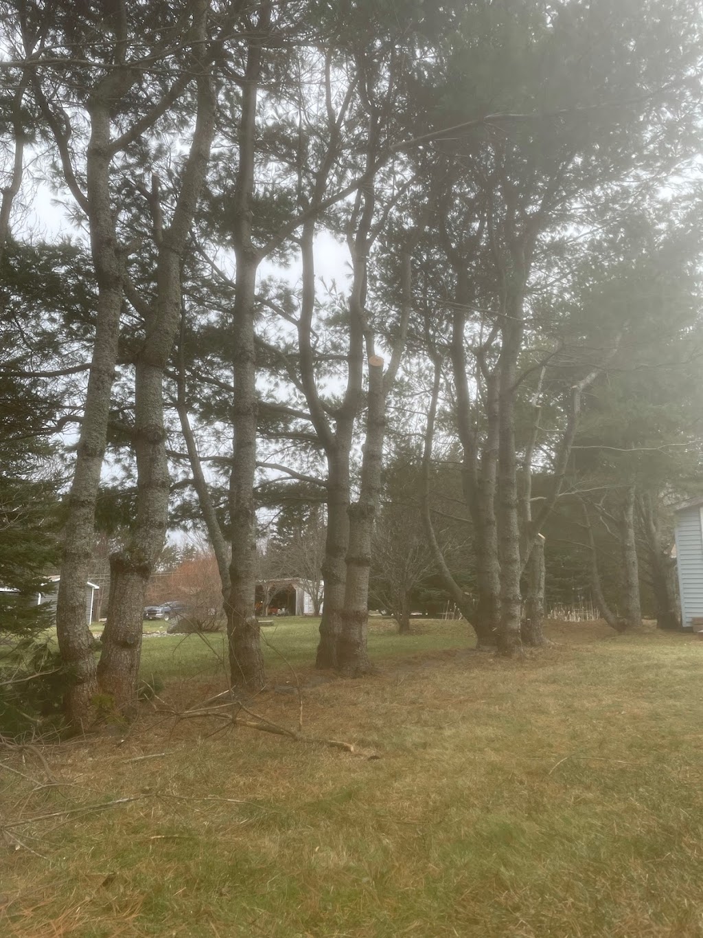 Rescyou Tree Service | 147 Walker Rd, Sackville, NB E4L 3K6, Canada | Phone: (519) 280-1937