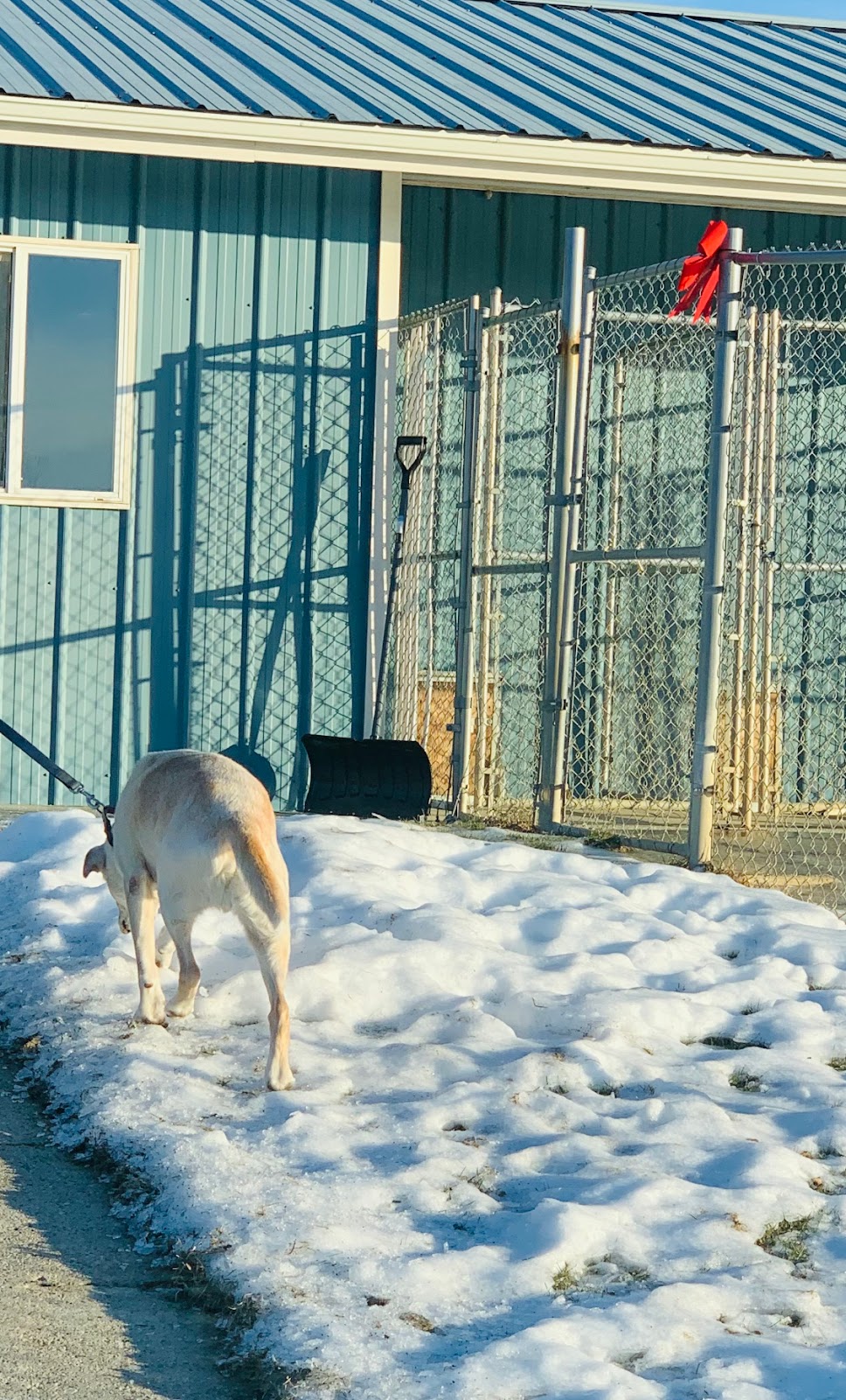 Abitt Like Home Kennels | 52206 Range Rd 12, Stony Plain, AB T7Z 1X1, Canada | Phone: (780) 963-0011