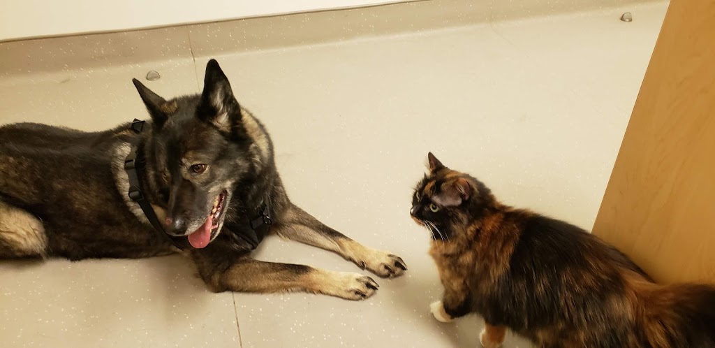 OVC Smith Lane Animal Hospital | Guelph, ON N1G, Canada | Phone: (519) 840-0100