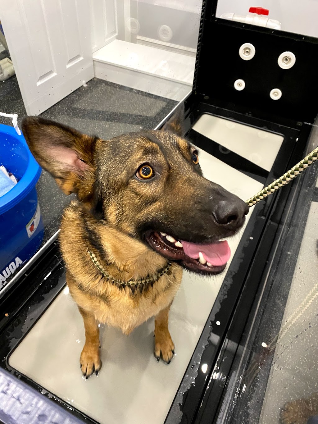 Mobility Matters Pet Rehabilitation | 2387 Lakeshore Rd W, Oakville, ON L6L 1H4, Canada | Phone: (905) 847-9424