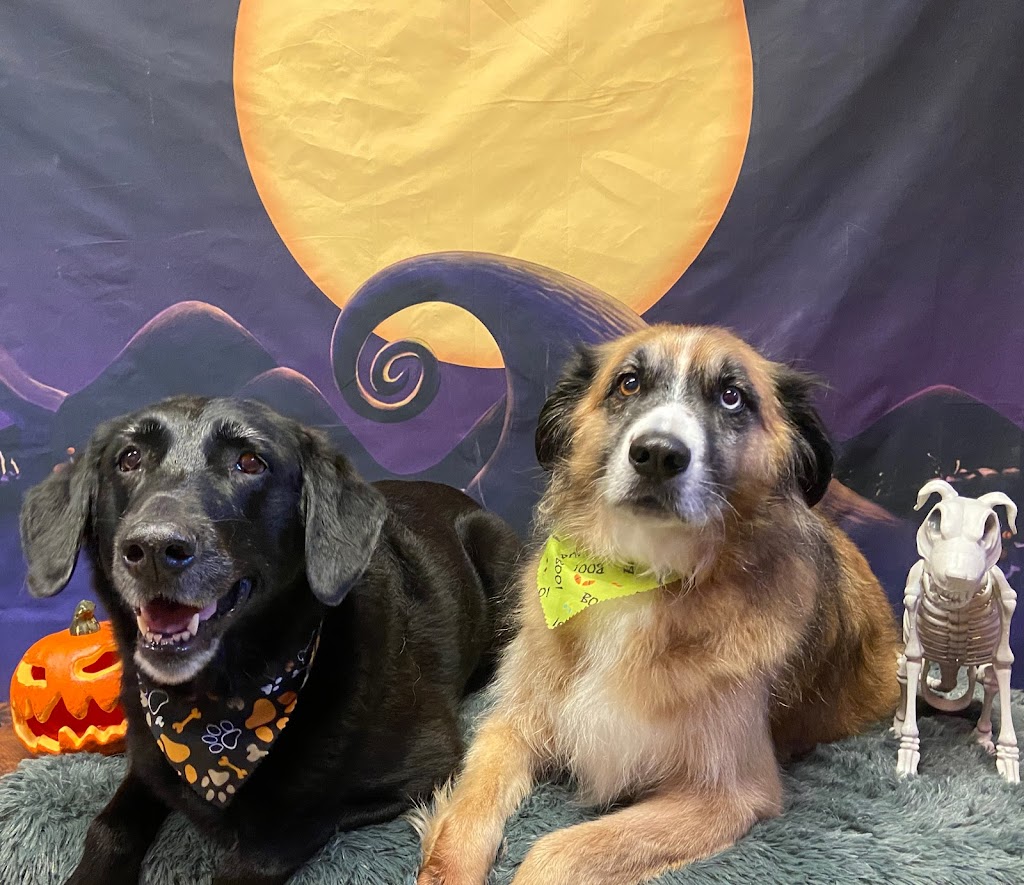Barkin Brees Grooming Salon | 11 Barker St, Prince Edward, ON K0K 2T0, Canada | Phone: (613) 243-0651