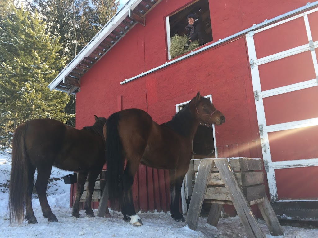 Little Doggy Playcare & House Sitting | Salt Spring Island | 115 Fulford-Ganges Rd #3013, Salt Spring Island, BC V8K 1W2, Canada | Phone: (250) 537-7827