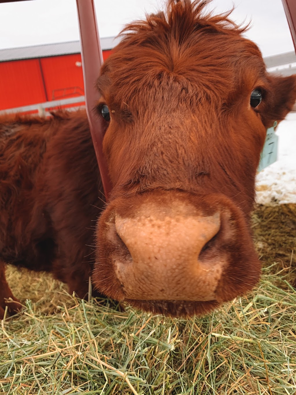 Iron Bull Ranch | 274193 209 St W, Millarville, AB T0L 1K0, Canada | Phone: (647) 618-4369