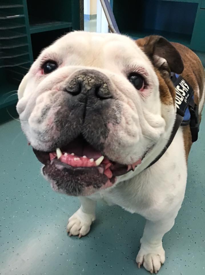 Kenaston Veterinary Hospital | 110-2355 McGillivray Blvd, Winnipeg, MB R3Y 0A1, Canada | Phone: (204) 219-6607