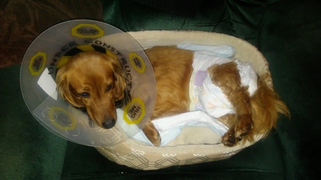 Lakeshore Veterinary Clinic | 1206 Lakeshore Rd, Sarnia, ON N7S 2L2, Canada | Phone: (519) 542-5888