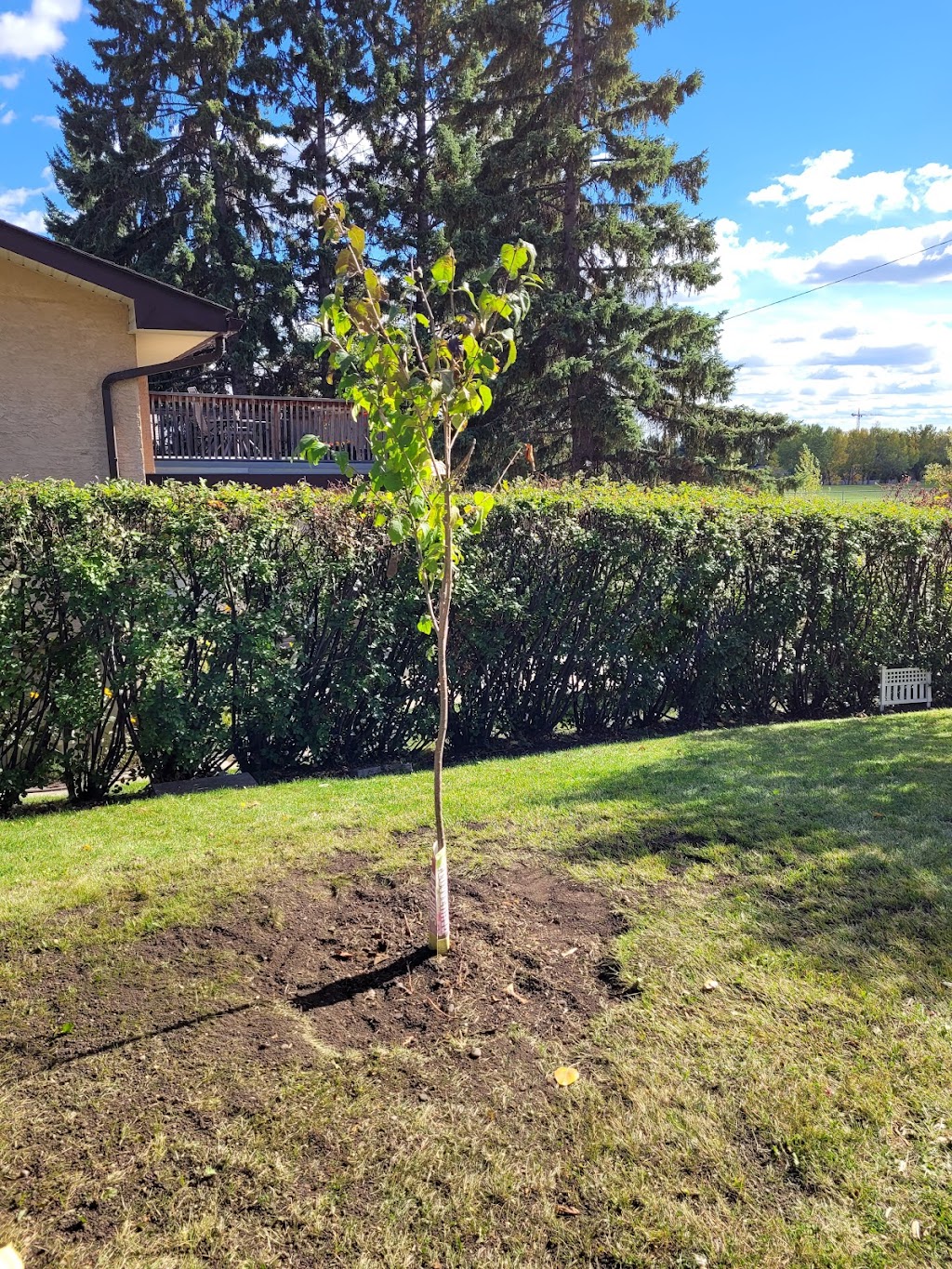 Eco-Land tree services and landscaping LTD | 119 Coachway Rd SW, Calgary, AB T3H 1B2, Canada | Phone: (587) 966-1905