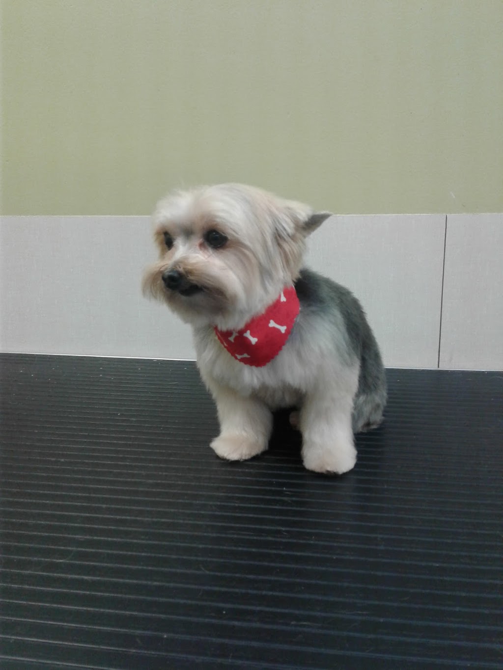 Auberge Canine Et Feline | 372 Chemin de la Grande-Côte, Boisbriand, QC J7G 1B1, Canada | Phone: (450) 437-1500