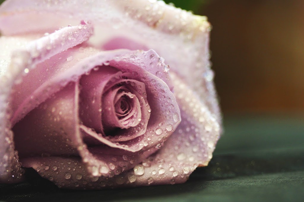 Bolton Florist Inc. | 368 Queen St S, Bolton, ON L7E 4Z7, Canada | Phone: (905) 857-7440