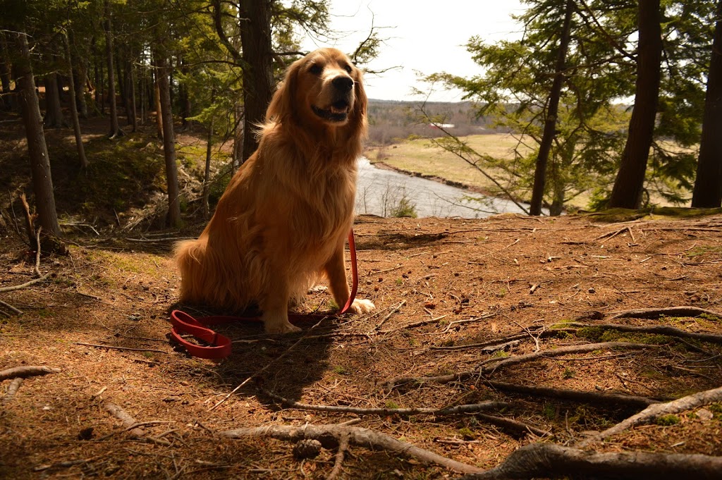 Poo Wizard | 18 Talon Ct, Truro, NS B2N 7B4, Canada | Phone: (902) 890-7250