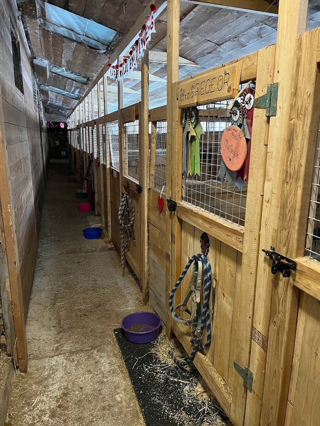 Beloved Miniature Horses | 243 Scotch Settlement Rd, Irishtown, NB E1H 1R2, Canada | Phone: (506) 860-0514