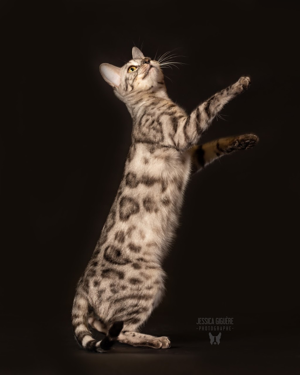 Bucephale Bengal | Quebec City, QC, Canada | Phone: (581) 983-1671