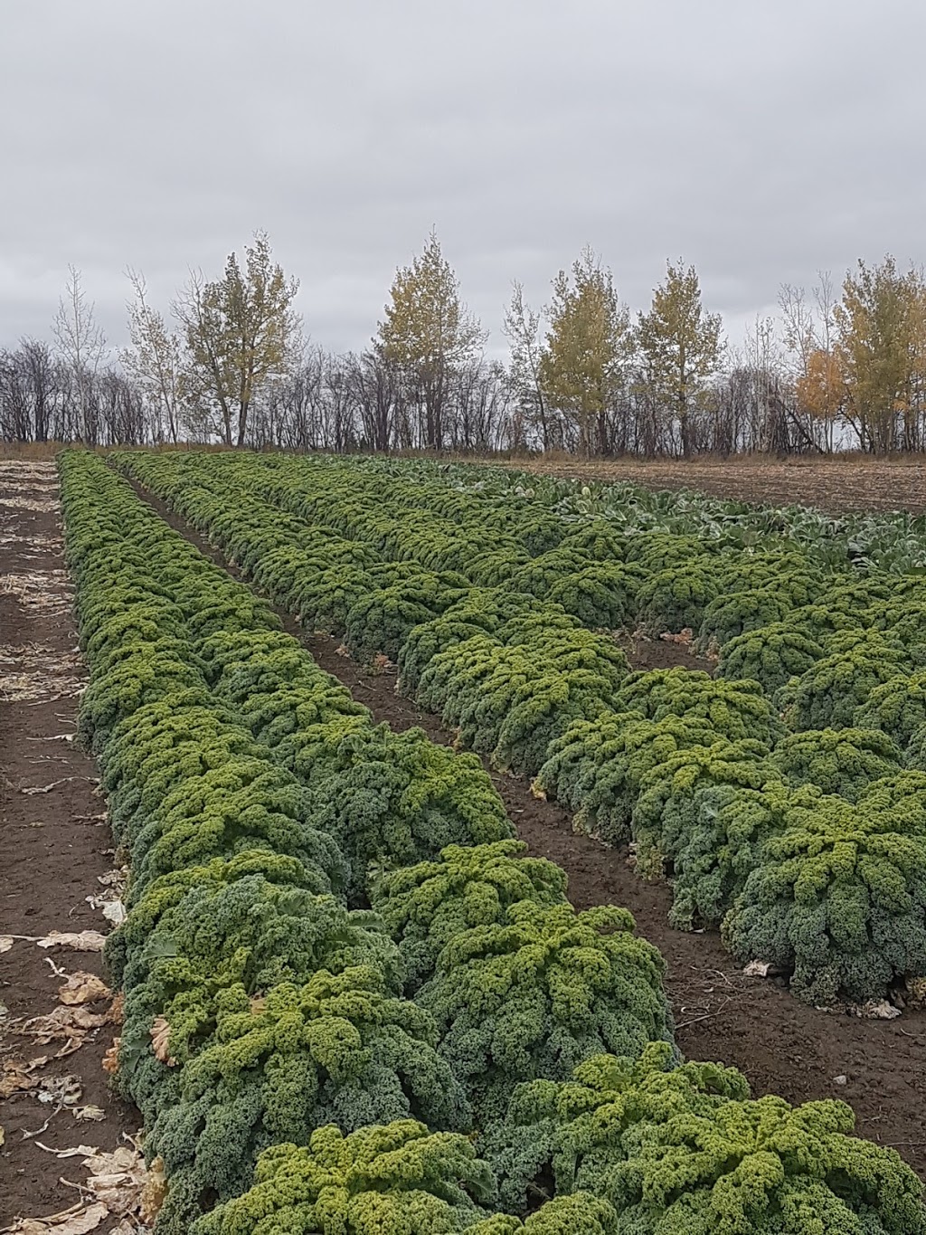 Lunds Organic Farm | 7501 C & E Trail T4G 0G9, Innisfail, AB T4G 0B1, Canada | Phone: (403) 506-1903