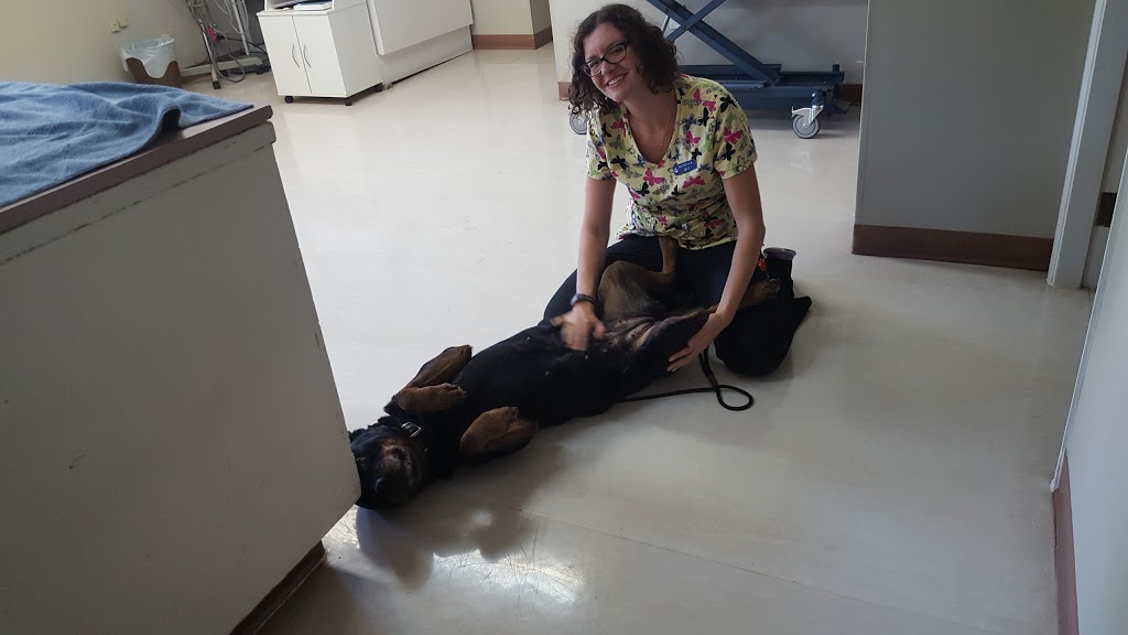 Bellevue Veterinary Hospital | 1016 Bellevue Rd, Parksville, BC V9P 2C2, Canada | Phone: (250) 248-2031