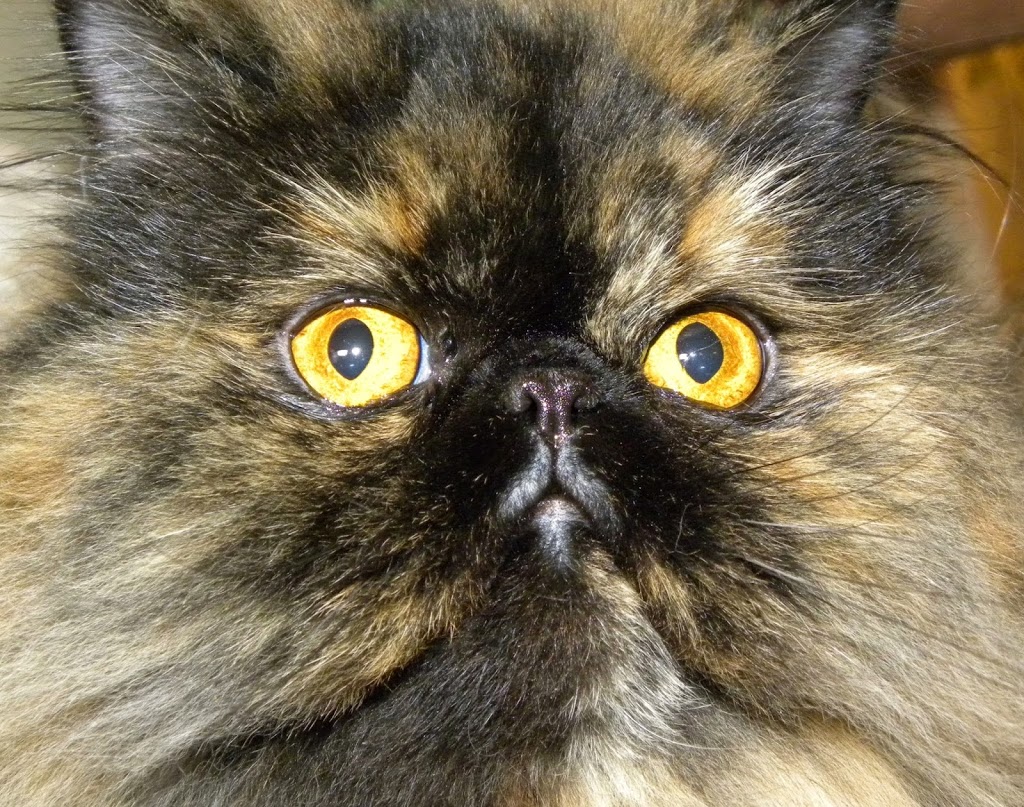 West Coast Sassy Cats | 587 Stornoway Dr, Victoria, BC V9C 3L1, Canada | Phone: (250) 580-2287