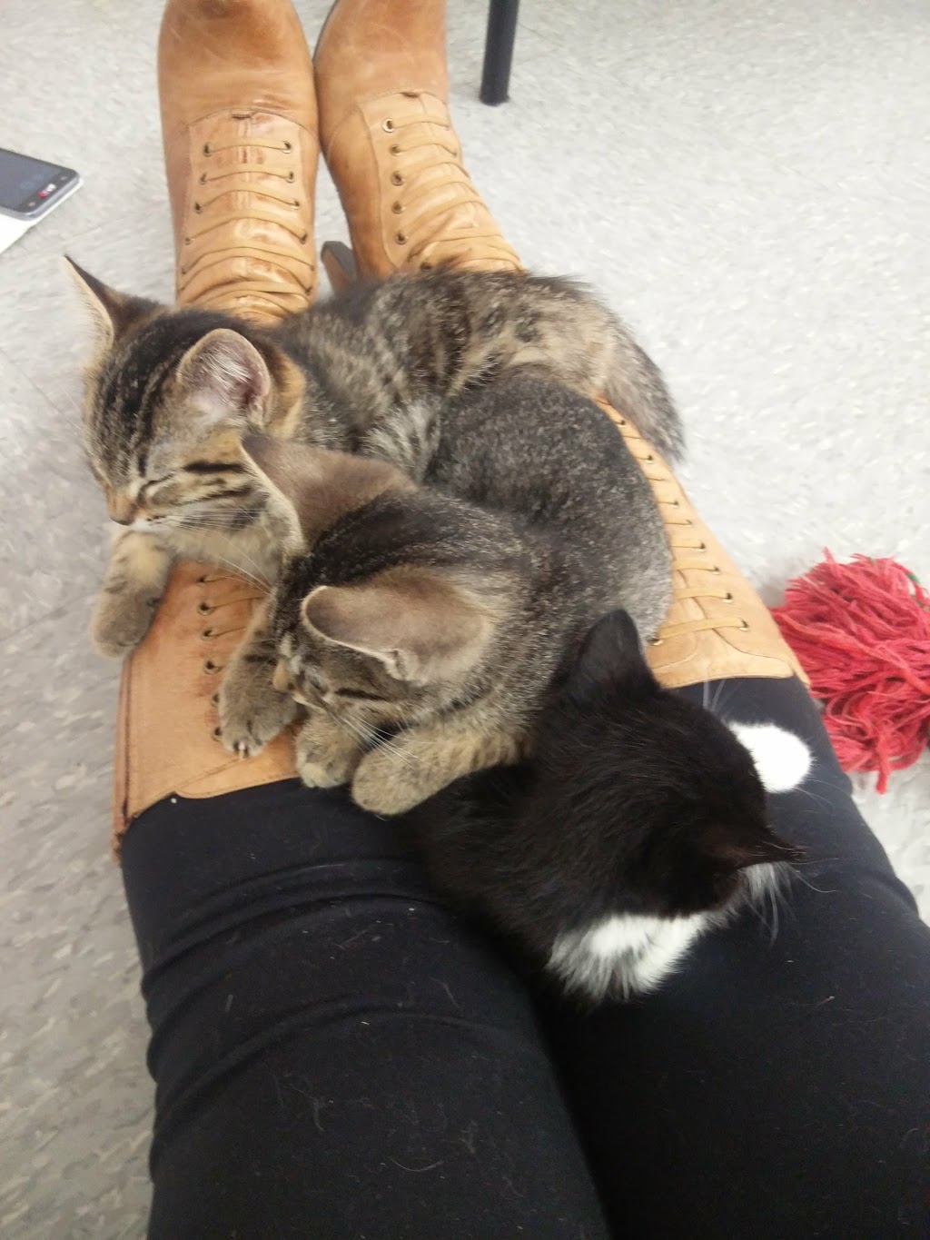 Critters & Friends Pet Supplies Ltd | 991 Stayte Rd, White Rock, BC V4B 4Y7, Canada | Phone: (604) 535-8278