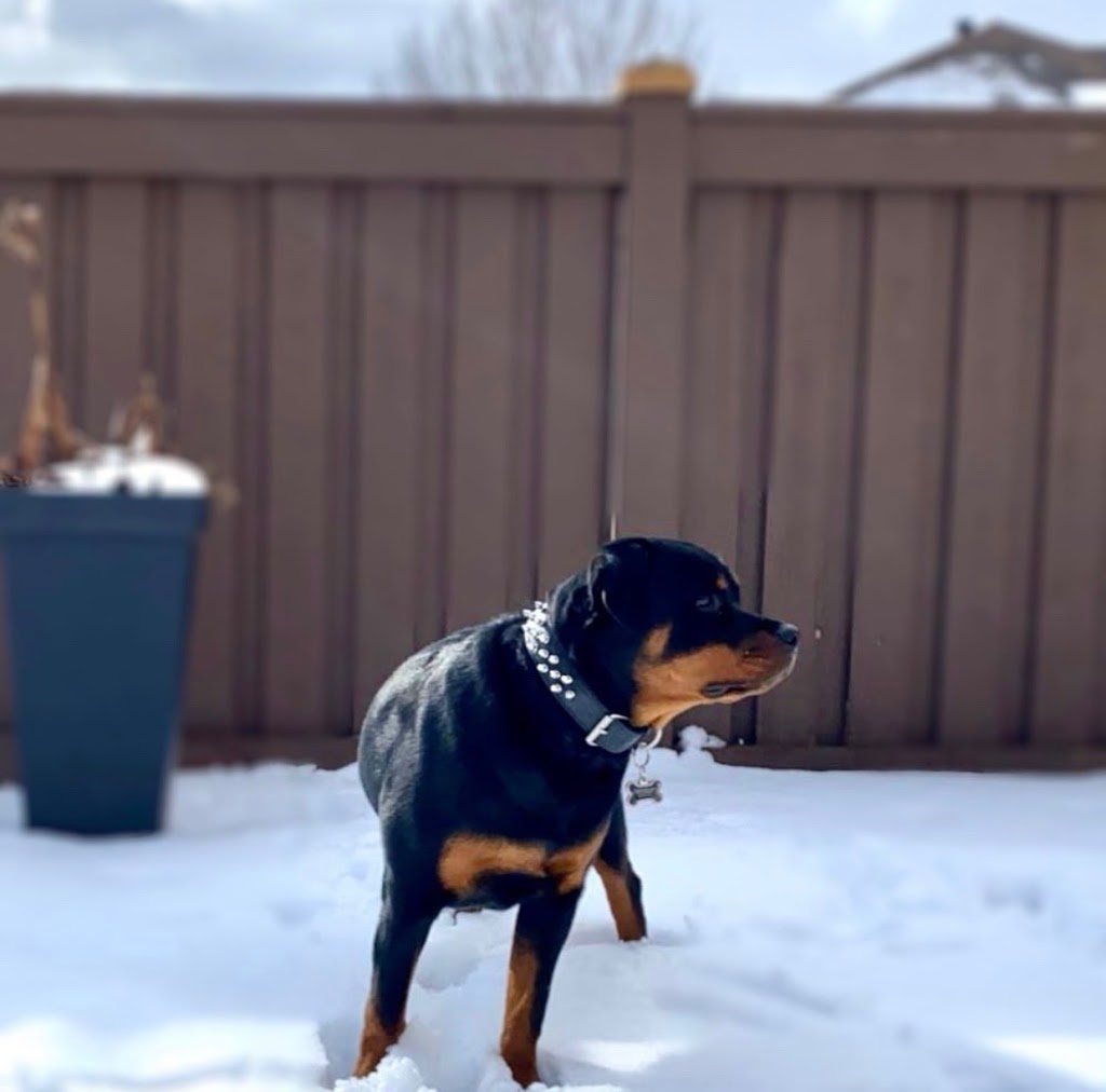 Rotherwood Kennel Rottweiler | Erie Ave S RR 2, Fisherville, ON N0A 1G0, Canada | Phone: (905) 779-0769