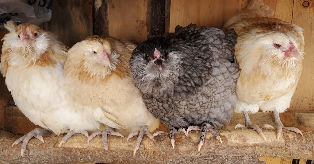 Willow Tree Farms | Chase Ln, Port Williams, NS B0P 1T0, Canada | Phone: (902) 691-1837