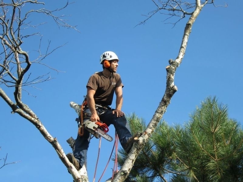 Ground to Crown Tree Services | 4537 Prospect Rd, Kentville, NS B4N 3V8, Canada | Phone: (902) 679-8733