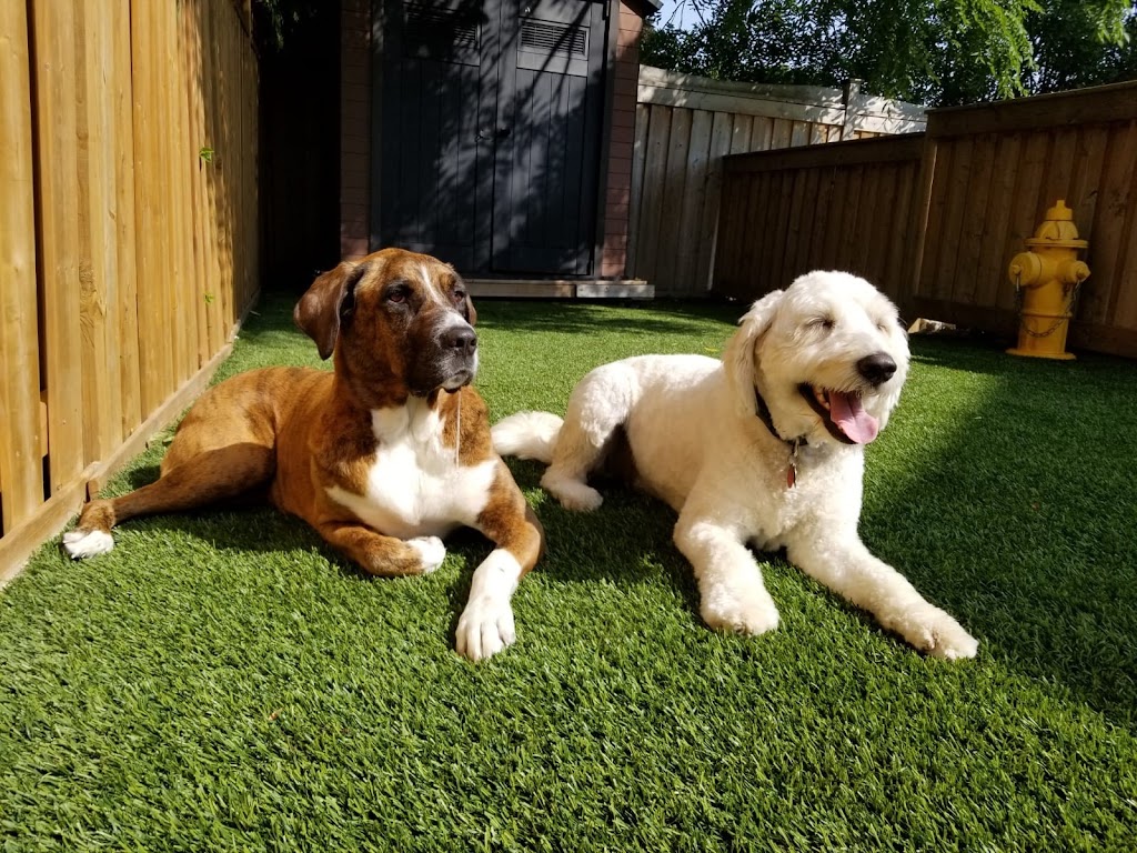 The Bark Zone | 150 Dell Park Ave, North York, ON M6B 2V3, Canada | Phone: (416) 783-9726