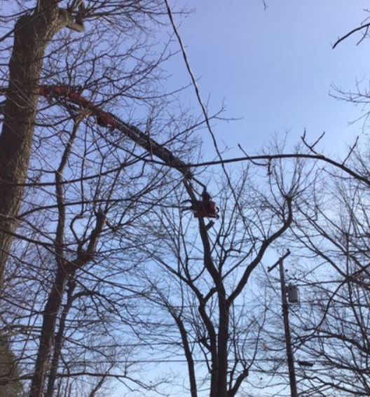 Tree Removal Barrie | 226 Bayview Dr, Barrie, ON L4N 4Y8, Canada | Phone: (705) 243-4540