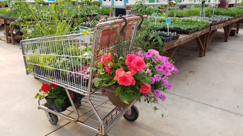 Colour Paradise Greenhouses | 1209 Bleams Rd, Petersburg, ON N0B 2H0, Canada | Phone: (519) 745-0200