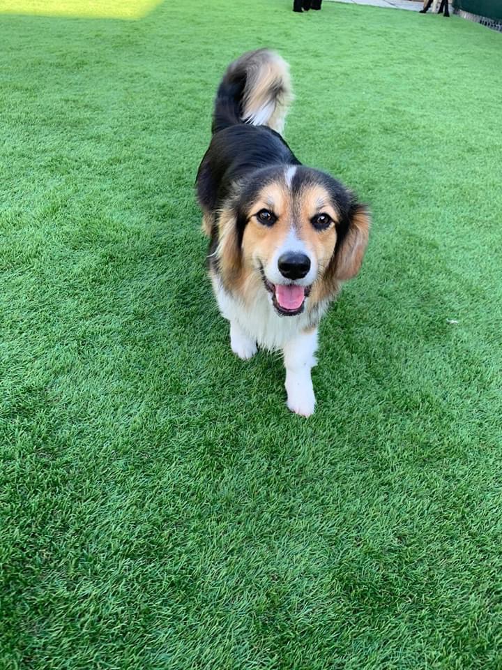 Paw Prints Doggy Daycare & Grooming Inc. | 401 Bluewater Rd #4, Bedford, NS B4B 1J7, Canada | Phone: (902) 832-9323