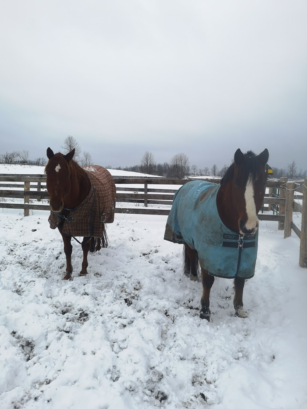 Lenka Equestrian Centre | 750 Concession 8 W, Puslinch, ON N0B 2J0, Canada | Phone: (905) 629-2238