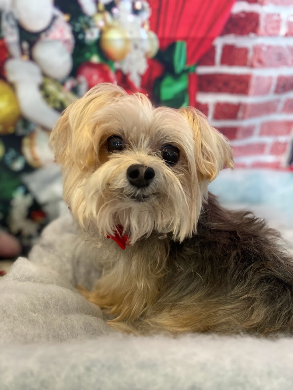 Stephanies Pet Grooming | 451 Guelph Line, Burlington, ON L7R 3L8, Canada | Phone: (905) 637-4143