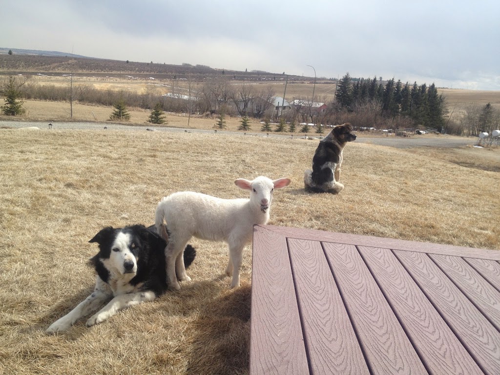 Gone Wild Kennels | 271109 Range Rd 50, Cochrane, AB T4C 2X2, Canada | Phone: (403) 932-7570