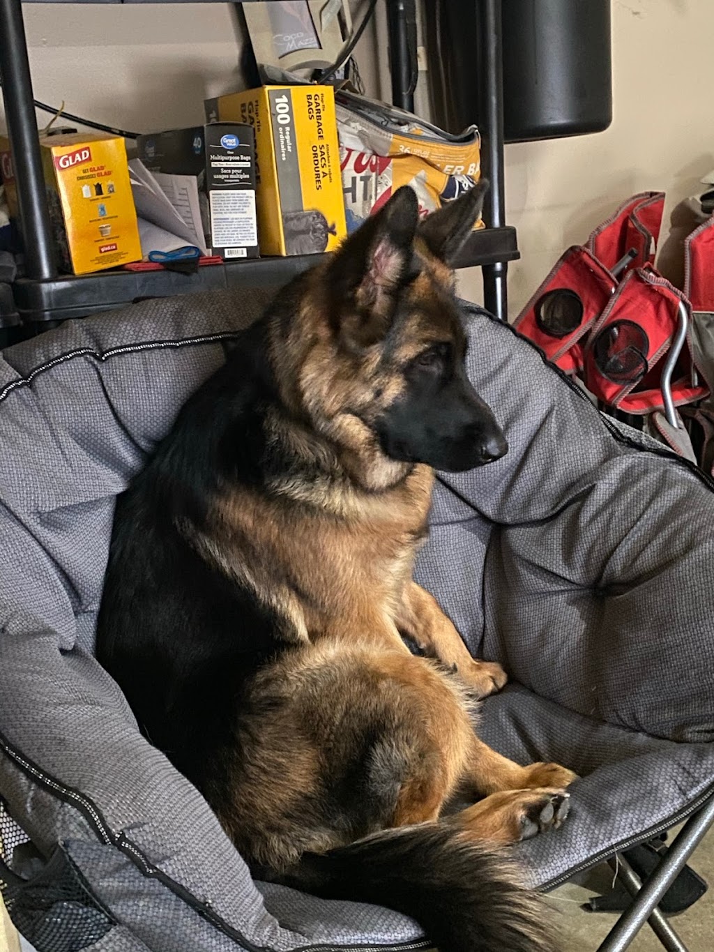 Summerlines German Shepherds | 8 Alden St, Hannon, ON L0R 1P0, Canada | Phone: (905) 805-4242