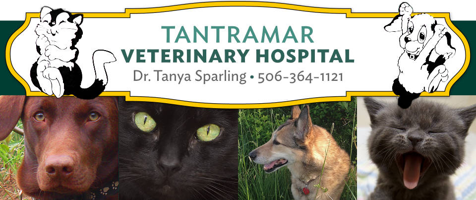 Tantramar Veterinary Hospital | 51 Main St, Sackville, NB E4L 4A7, Canada | Phone: (506) 364-1121