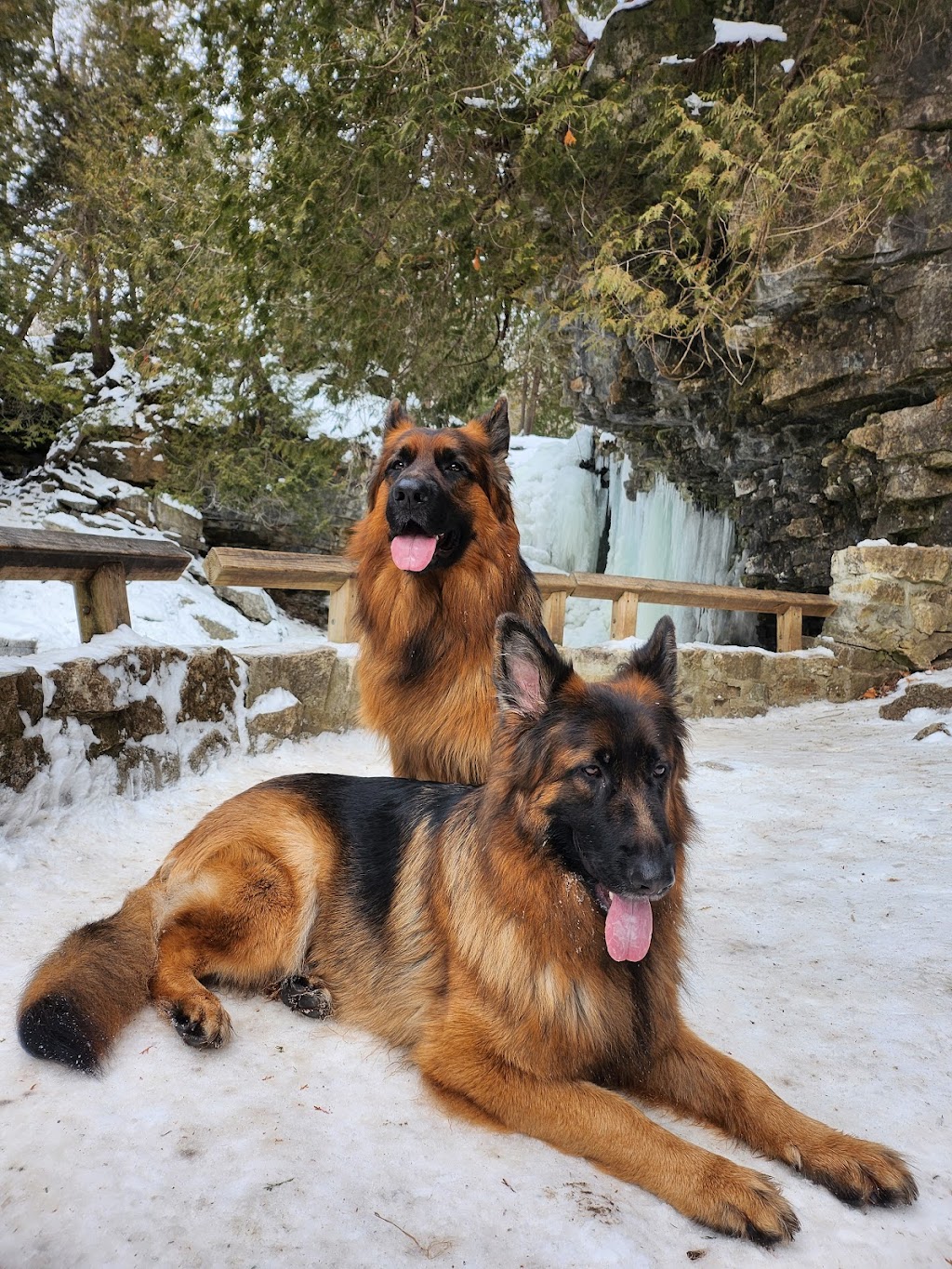 Eugene Dog Boarding and Training | 56A Mill St E, Acton, ON L7J 1H3, Canada | Phone: (647) 675-0958