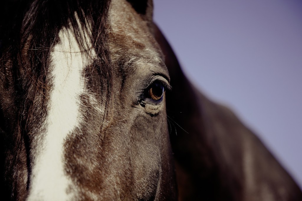 Hideaway Farms | 1796 Carroll Rd, Perth, ON K7H 3C3, Canada | Phone: (613) 277-1796